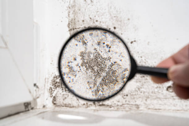 Why You Should Choose Our Mold Remediation Services in Conehatta, MS